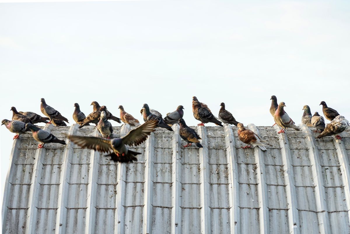 anti pigeons, pose de filet, pics