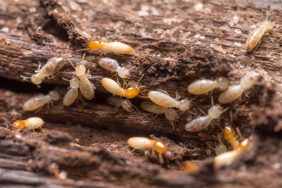 termites, capricornes, vrillettes